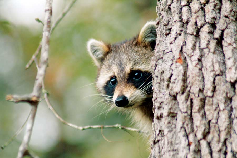 
Farmers use dogs and barn cats to scare away poultry-loving predators such as raccoons.
